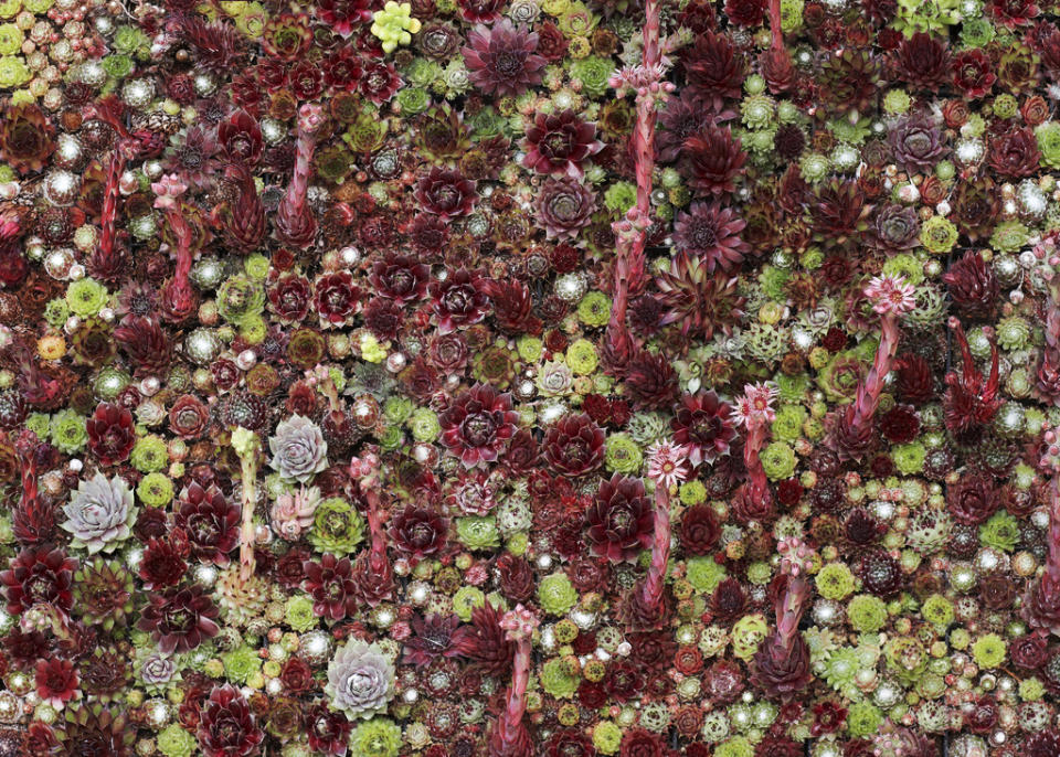 This undated publicity photo courtesy of Flora Grubb Gardens shows a close-up of a living succulent picture dominated by red plants in San Francisco. Living pictures, cuttings of assorted succulents woven together in everything from picture frames to pallet boxes, are hot among garden designers and landscapers this spring as an easy, modern way to add color and texture to an outdoor space. (AP Photo/Flora Grubb Gardens, Caitlin Atkinson)