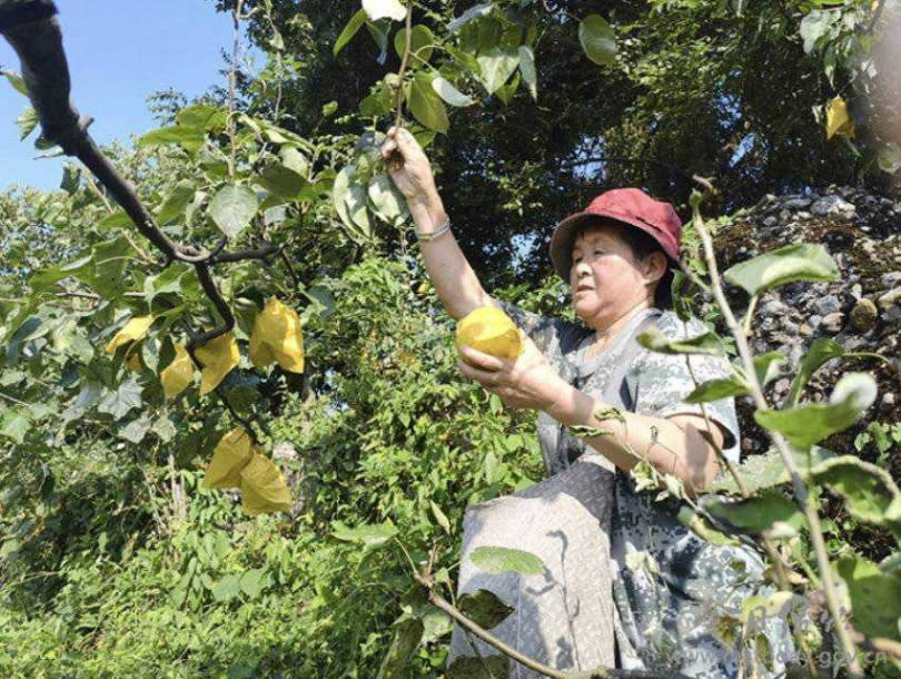 歐姓婦人靠市政府幫忙賣出自家梨園的水梨，也幫助他們家的醫藥費。（圖／翻攝自封面新聞）