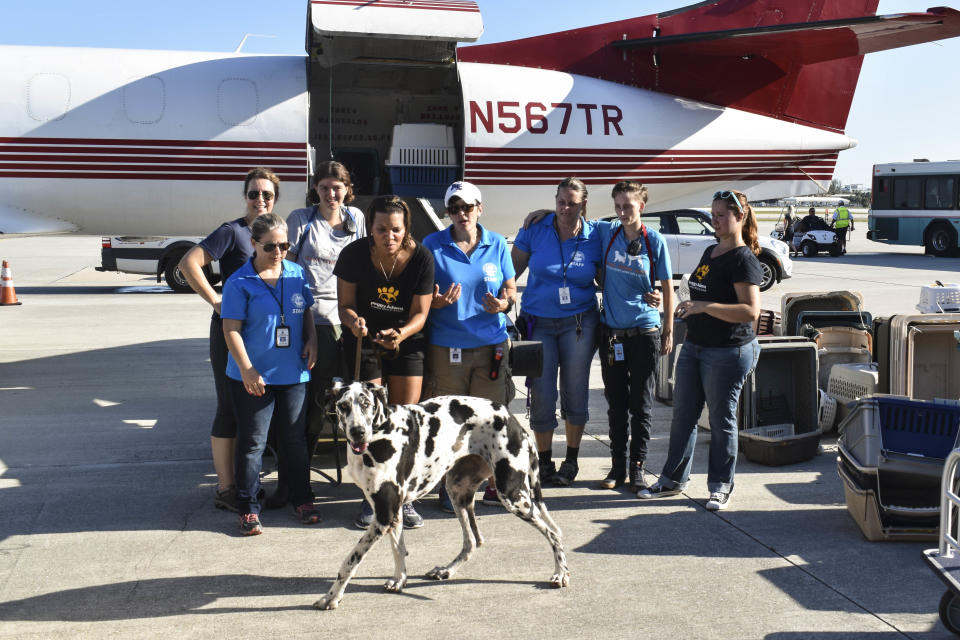 Donna, a Great Dane, is called over for a group shot in front of the plane. (Photo: HuffPost/Nina Golgowski)