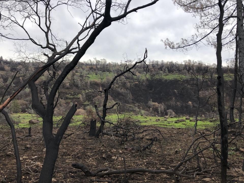 A ridge on the road out of Paradise, still charred from the Camp fire. &mdash; Feb. 12 (Photo: Sarah Ruiz-Grossman/HuffPost )