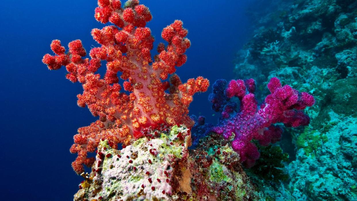 a branching orange and purple tree coral perched on a shelf on a reef