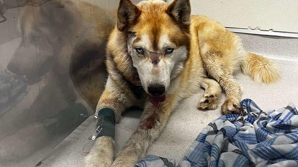 <p>gofundme</p> Zeus recovering from gunshot wounds