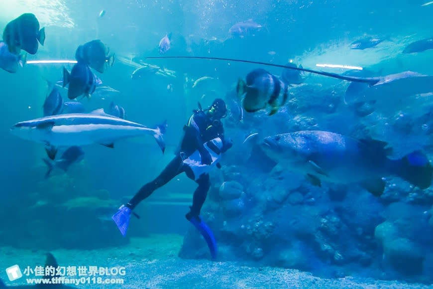 澎湖水族館