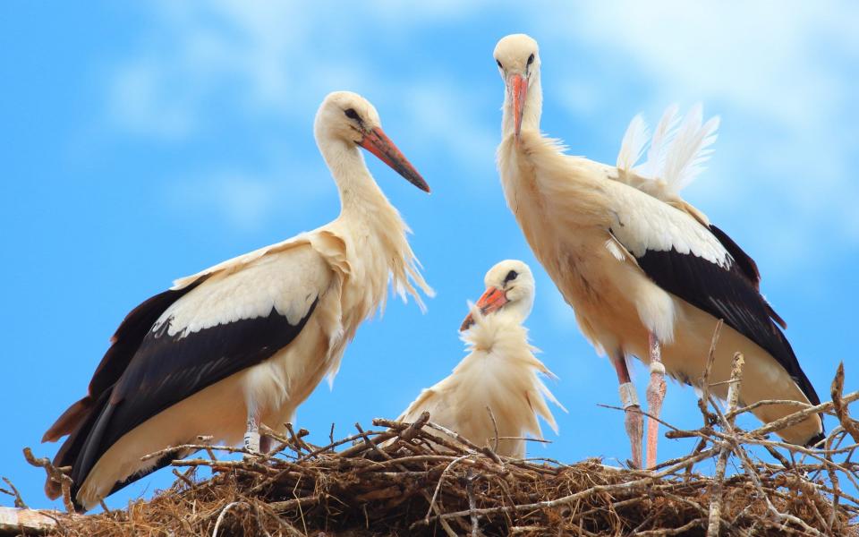 Storks in nest on house roof, Nature park Lonjsko polje, Croatia