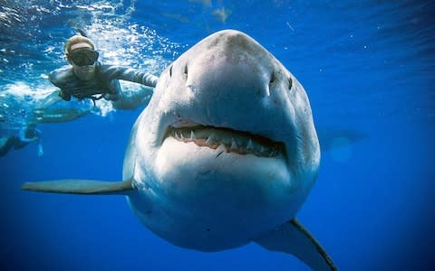 The shark was last seen in 2013 off the coast of Mexico - Credit: @JuanSharks/@OceanRamsey/Juan Oliphant/oneoceandiving.com via REUTERS