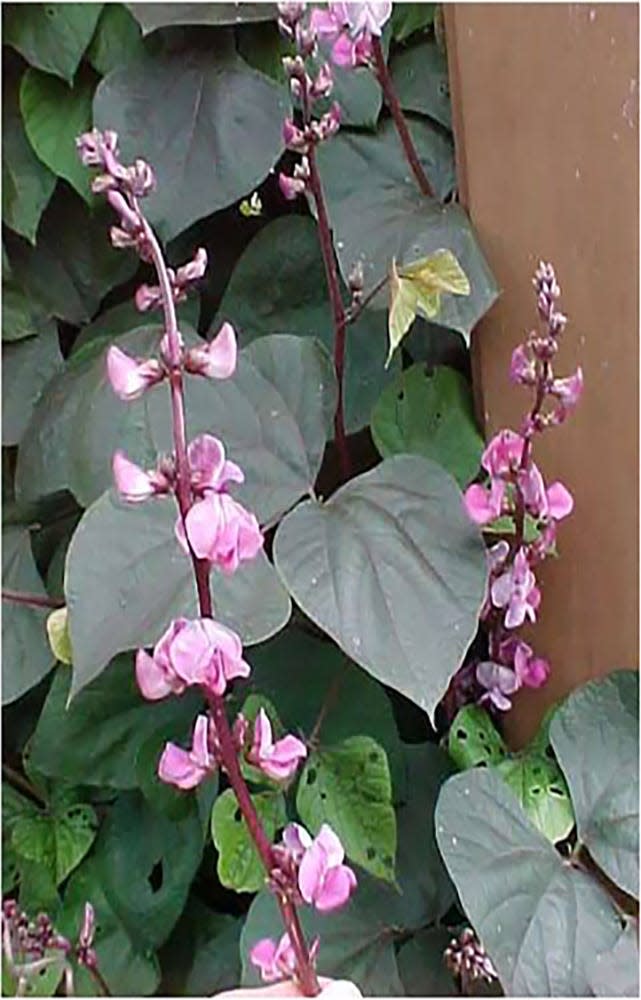 Purple Hyacinth Bean has lovely flowers and interesting foliage.