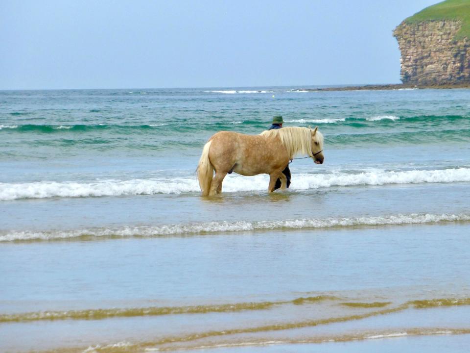 Horse on Sunnet beach, Caithness