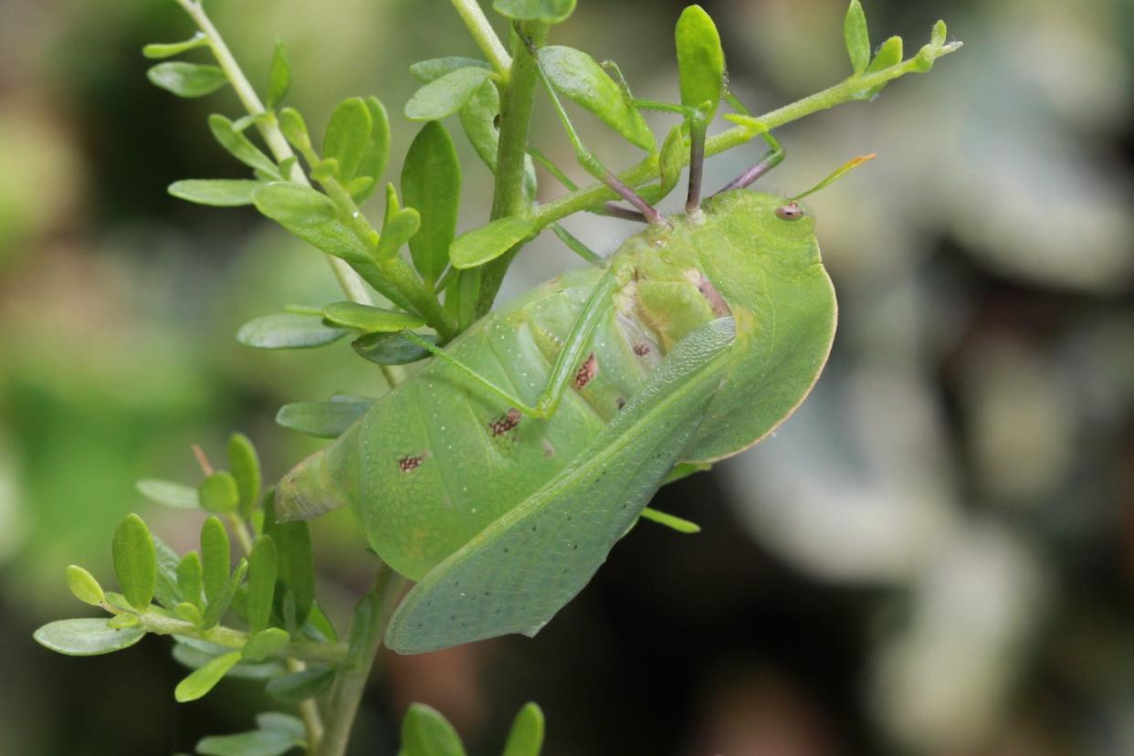 A Bullacris unicolor male grasshopper blending in with its leafy surroundings. Vanessa Couldridge