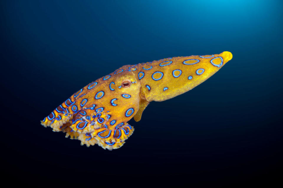 A blue-ringed octopus