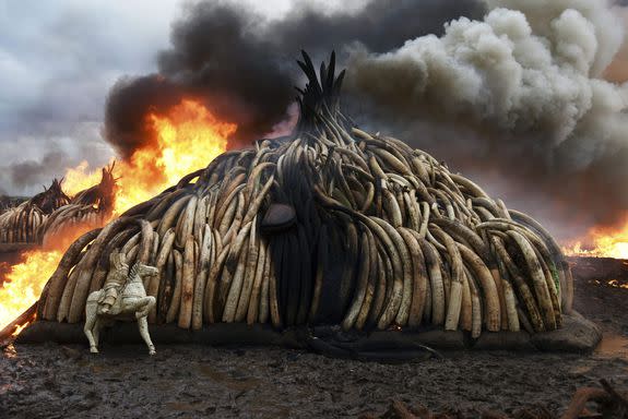 A stack of burning elephant tusks, ivory figurines and rhinoceros horns at Nairobi National Park, Kenya, April 30, 2016.