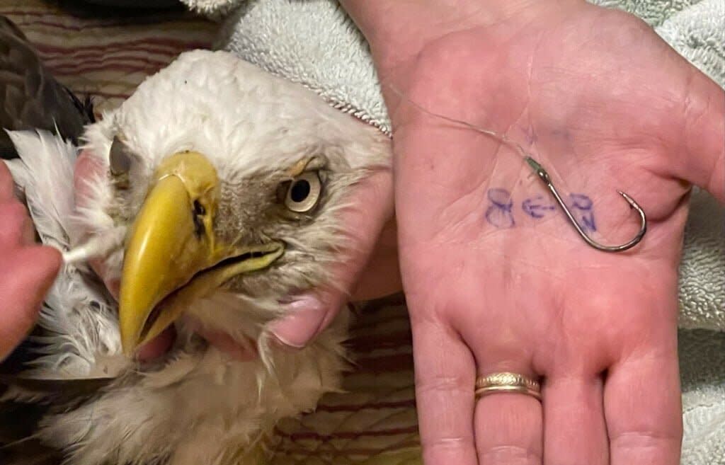 Bald Eagle Saved by Firefighters