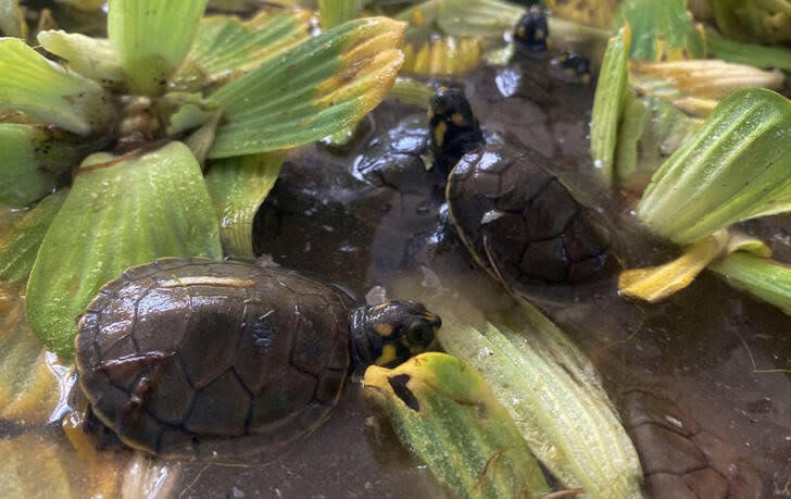 Unas crías de tortugas de río aguardan para ser liberadas por voluntarios de un centro de conservación en la región amazónica de Loreto, en Perú. Noviembre 14, 2023. REUTERS/Alfredo Galarza