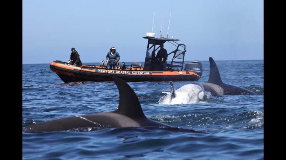  Frosty, a white killer whale, was spotted off the coast of Newport Beach on April 29, 2024.