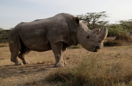 The last surviving male northern white rhino named 'Sudan' is seen at the Ol Pejeta Conservancy in Laikipia, Kenya June 18, 2017. REUTERS/Thomas Mukoya/Files