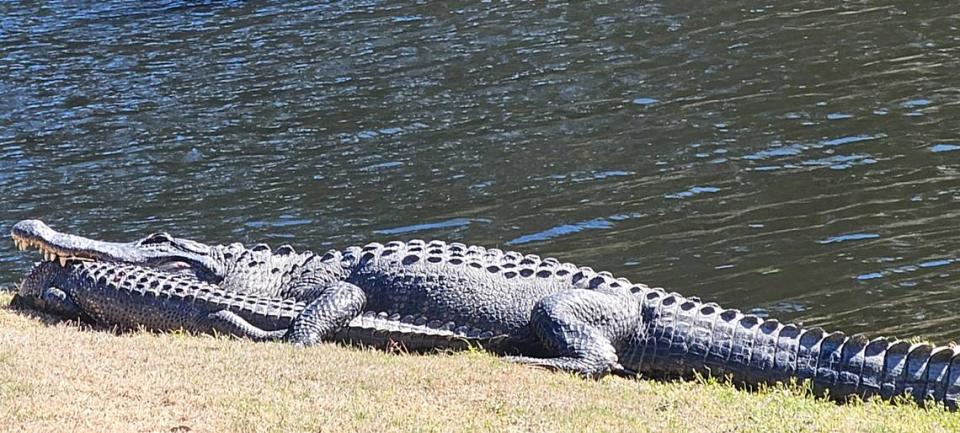 Priscilla Loeben submitted this photo taken on Feb. 13, 2024, at the 10th hole of the Arthur Hills Golf Course in Palmetto Hall on Hilton Head Island. She wrote, “We found this big alligator with a mouthful of another alligator at the end of our golf round. (We’re) not sure if he was happy with the catch, but it sure was a mouthful.”