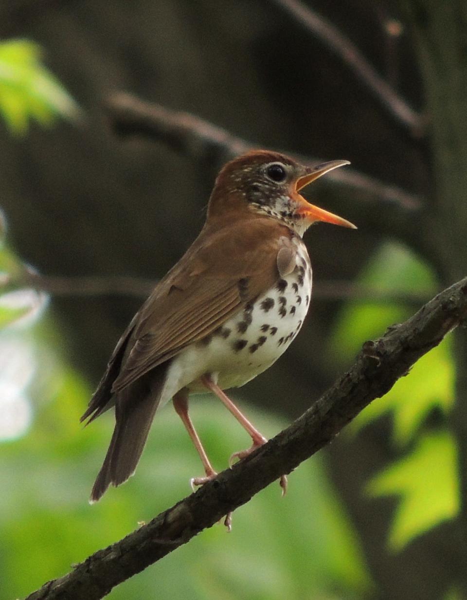 The wood thrush is Washington D.C.'s bird.