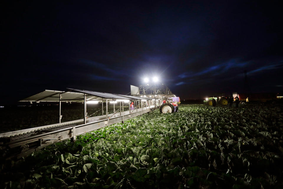 <p>Farmworkers harvest cabbage before dawn in a field outside of Calexico, Calif., March 6, 2018. (Photo: Gregory Bull/AP) </p>