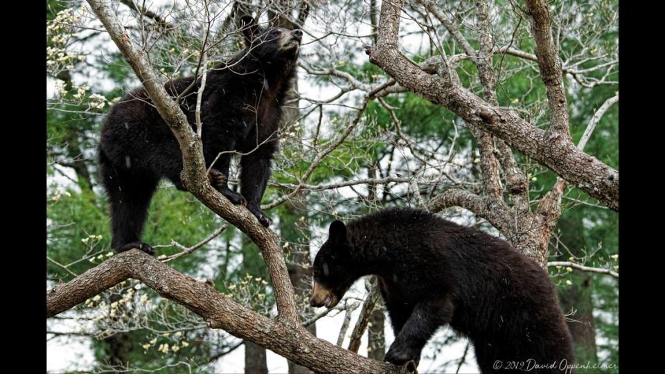 David Oppenheimer said he often sees black bears climbing trees in his backyard.