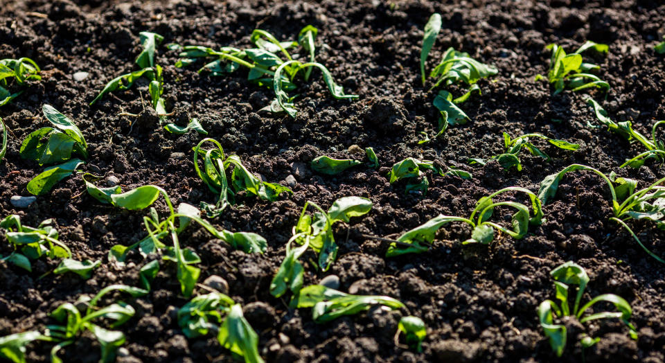 Wilting seedlings planted outside in the cold