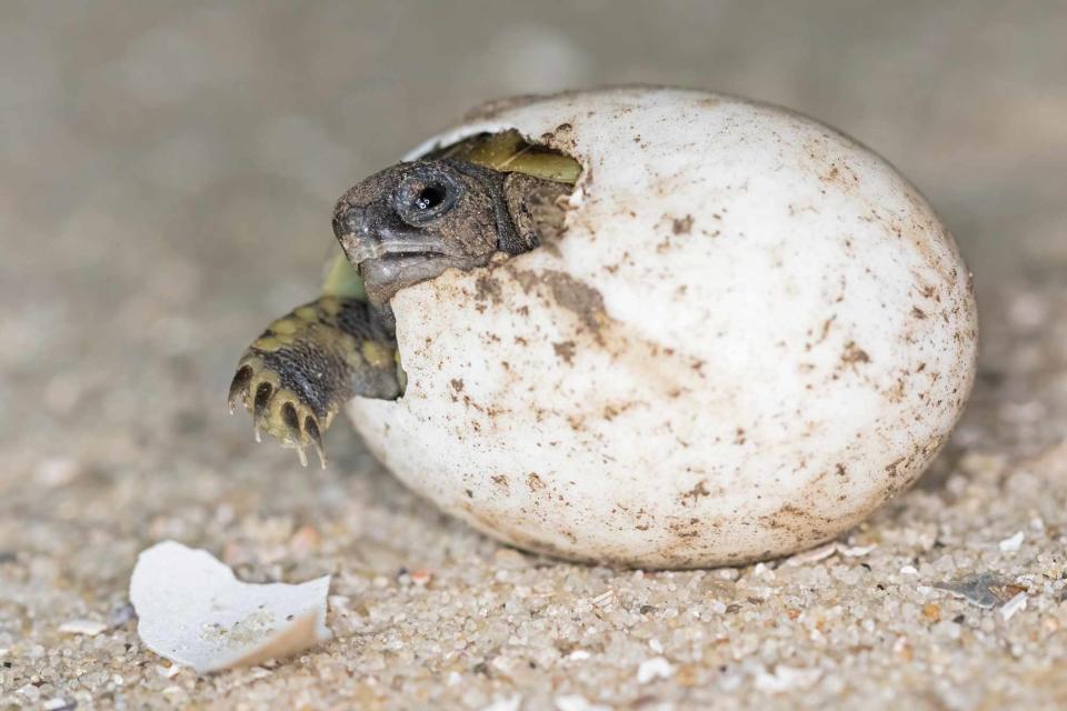 <p>Getty Images/Westend61</p> Photo of a turtle hatching via Getty Images