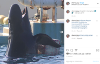 Wholphin è frutto dell’unione tra una pseudorca maschio ed un delfino femmina.