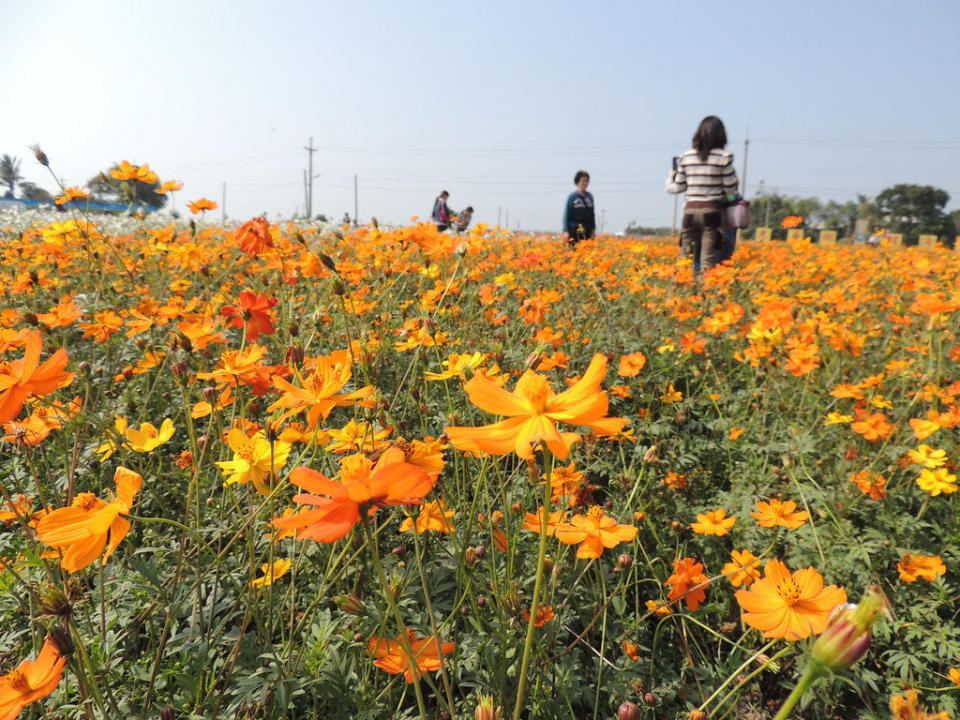 莿桐孩沙里花海(Photo Credit: 徐芳蘭@Flickr, License: CC BY 2.0，圖片來源：https://www.flickr.com/photos/68826484@N00/8533000793)