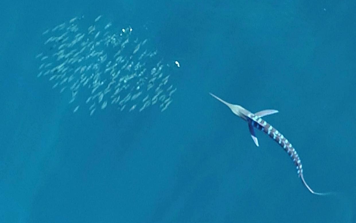 Close up of an attacking marlin