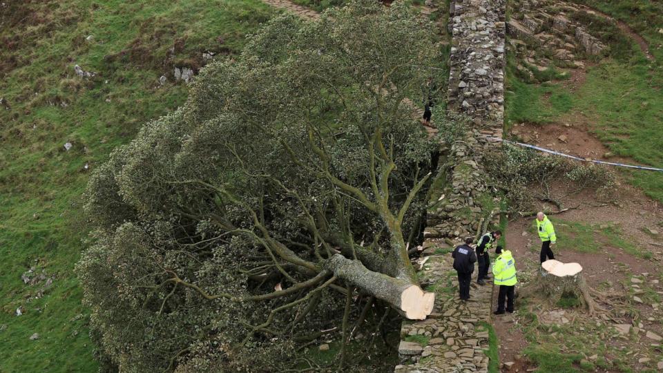 PHOTO: General view of the Sycamore Gap tree that was felled, in Northumberland, Britain, Sept. 28, 2023. (Lee Smith/Reuters)