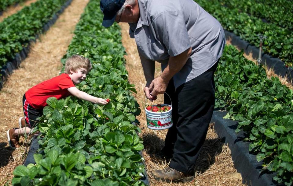 Four-year-old Daniel King of Fuquay-Varina offers his grandfather John King a ripe strawberry during a picking expedition at Porter Farms & Nursery on Monday morning, April 25, 2022 in Raleigh, N.C. The strawberry patch is located at the intersection of Ten-Ten and Lake Wheeler Roads. The strawberries should be available until the first week of June.