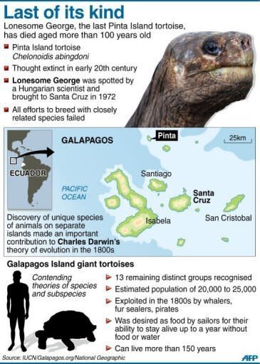 Graphic factfile on Lonesome George, the last Pinta Island giant tortoise, who that has died aged more than 100 years old, signalling the extinction of a species