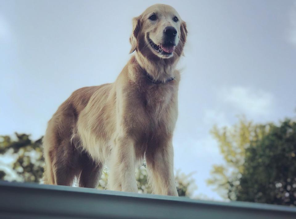 Golden Retreiver on a roof