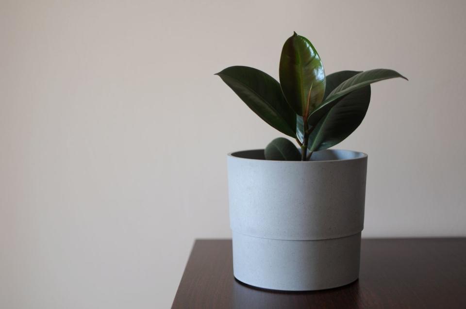 air purifying plants young ficus elastica burgundy or rubber tree in grey pot