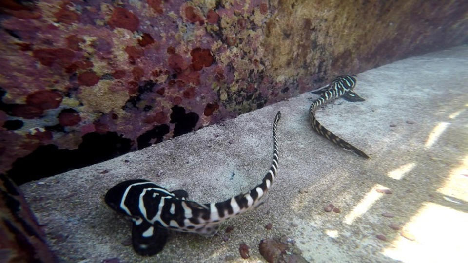 Cleo and CC, shown here, are two of the zebra shark pups born without a daddy. <cite>Tourism & Events Queensland</cite>