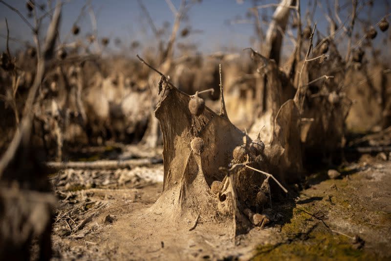 Flooded Greek lake a warning to European farmers battling climate change