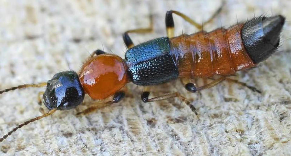 Rove beetles, more commonly known as Tomcats, carry toxic venom than cause a skin irritation called Paederus dermatitis. Source: Wikipedia 