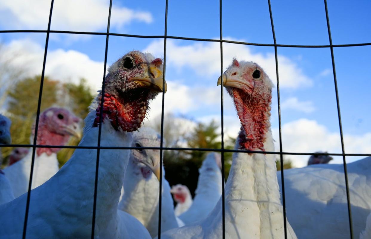Healthy turkeys on a farm in West Newfield, Maine. <a href="https://www.gettyimages.com/detail/news-photo/turkey-eye-a-photographer-from-their-side-of-the-fence-news-photo/1237706083" rel="nofollow noopener" target="_blank" data-ylk="slk:Shawn Patrick Ouellette/Portland Press Herald via Getty Images;elm:context_link;itc:0;sec:content-canvas" class="link ">Shawn Patrick Ouellette/Portland Press Herald via Getty Images</a>