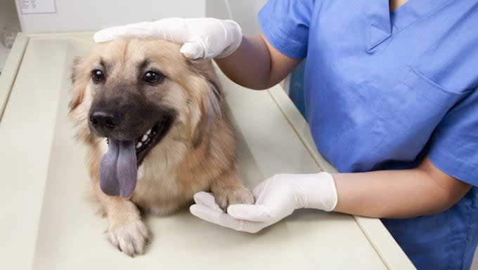 Narrowed Bronchi in Dogs: Symptoms, Causes, & Treatments