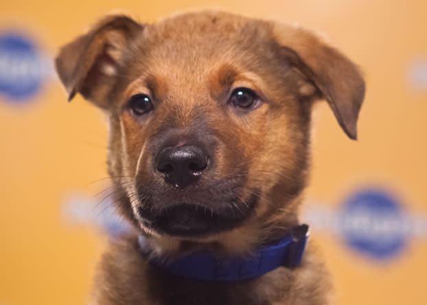 Eli, a 10-week-old German shepherd/pit bull mix, enjoys toys from Dunkin' Donuts. (Photo by Keith Barraclough/DCL)