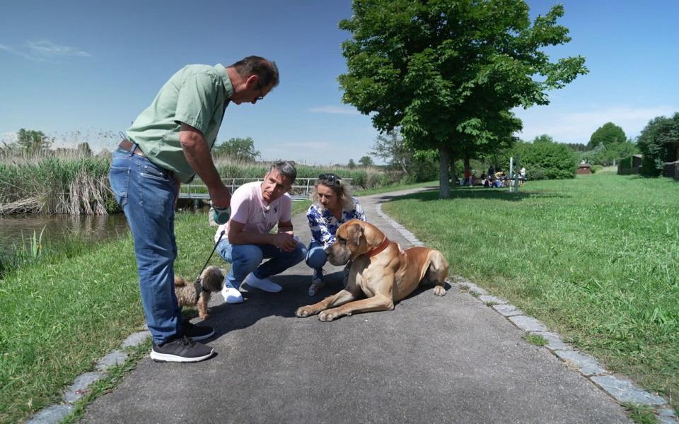 Dogge "Graf" hat ein Problem mit dem Nachbarshund.  (Bild: RTL / RTL Studios)