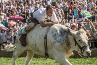 <p>Participant Michael Pfatrisch wearing traditional Bavarian lederhosen races to the finish on his ox Baze in the 2016 Muensing Oxen Race (Muensinger Ochsenrennen) on August 28, 2016 in Muensing, Germany. (Photo: Matej Divizna/Getty Images)</p>