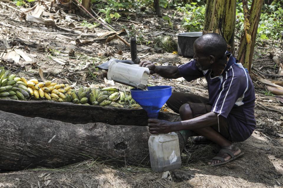 Girino Ndyanabo mixes sweet juice with grains of sorghum from the wooden vat carved like a boat to p ferment into a local brew used for Tonto ,in Mbarara, Uganda Dec. 11, 2023. Tonto is a legendary traditional drink in Uganda. But the fermented banana juice is under threat as authorities move to regulate the production of what are considered illicit home brews. (AP Photo/Hajarah Nalwadda)