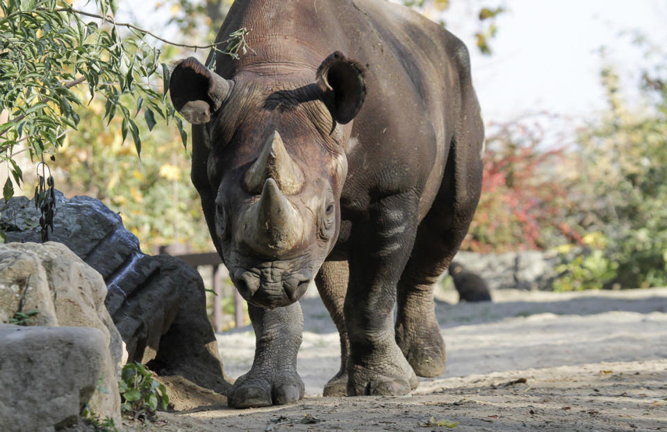 In this undated photo provided by Safari Park Dvur Kralove, Black Rhino Manny is photographed at Safari Park Dvur Kralov, in Dvur Kralove nad Labem, Czech Republic. Officials say five critically endangered eastern black rhinos from wildlife parks in three European countries are ready for a transport back to their natural habitat in Rwanda, where the entire rhino population was wiped out during the genocide in the 1990s. (Simona Jirickova/ Safari Park Dvur Kralove via AP)