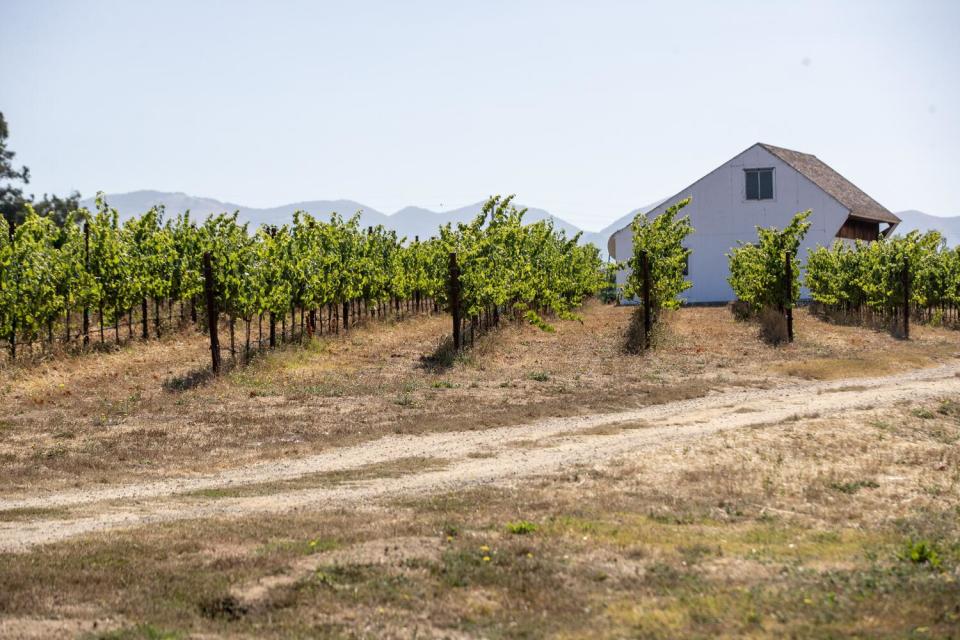 Vineyard near SLO Regional Airport