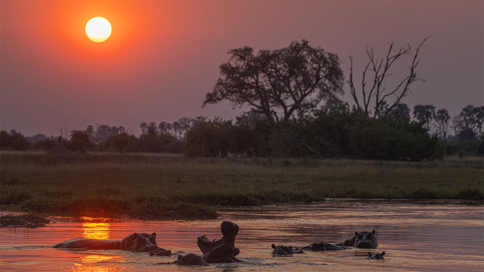 Tawana, Moremi Game Reserve, Botswana