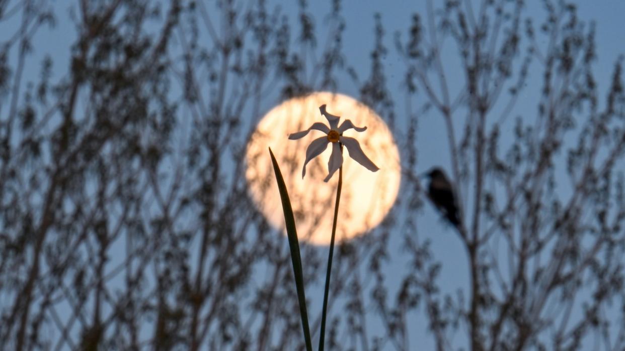  The full moon in the night sky. 