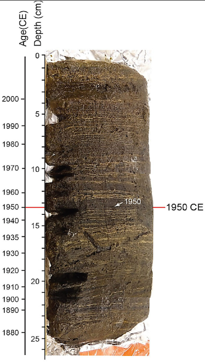 Photo de la carotte ou de l’échantillon CL-2011 avec des détails sur la profondeur et l’âge des différentes couches annuelles, indiquant la position de la limite proposée en 1950. <a href="https://doi.org/10.1177/20530196221149281" rel="nofollow noopener" target="_blank" data-ylk="slk:Francine MG McCarthy et ses collègues. Sage Journal, 2023;elm:context_link;itc:0;sec:content-canvas" class="link ">Francine MG McCarthy et ses collègues. Sage Journal, 2023</a>, <a href="http://creativecommons.org/licenses/by/4.0/" rel="nofollow noopener" target="_blank" data-ylk="slk:CC BY;elm:context_link;itc:0;sec:content-canvas" class="link ">CC BY</a>