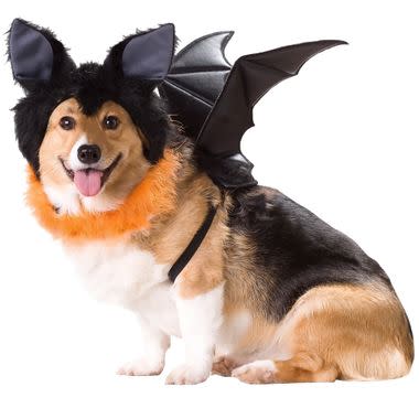 Cute and funny Halloween pets costumes for dogs.