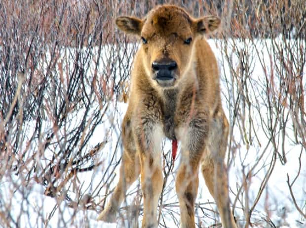 Karsten Heuer/Parks Canada