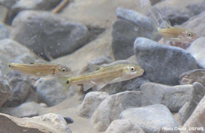 Moapa dace. (Photo: U.S. Fish and Wildlife Service)