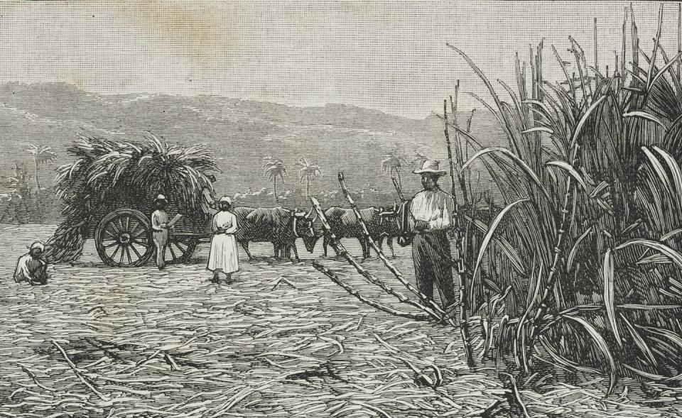 <span class="caption">A printed illustration of sugar cane in Jamaica in the 1800s.</span> <span class="attribution"><a class="link " href="https://www.gettyimages.com/detail/news-photo/cutting-the-sugar-canes-sugar-culture-in-jamaica-engraving-news-photo/932206586?adppopup=true" rel="nofollow noopener" target="_blank" data-ylk="slk:Biblioteca Ambrosiana/Getty Images;elm:context_link;itc:0;sec:content-canvas">Biblioteca Ambrosiana/Getty Images</a></span>